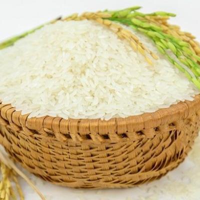 Lúa Hè Thu bước vào vụ thu hoạch, giá đi ngang do xuất khẩu chậm lại